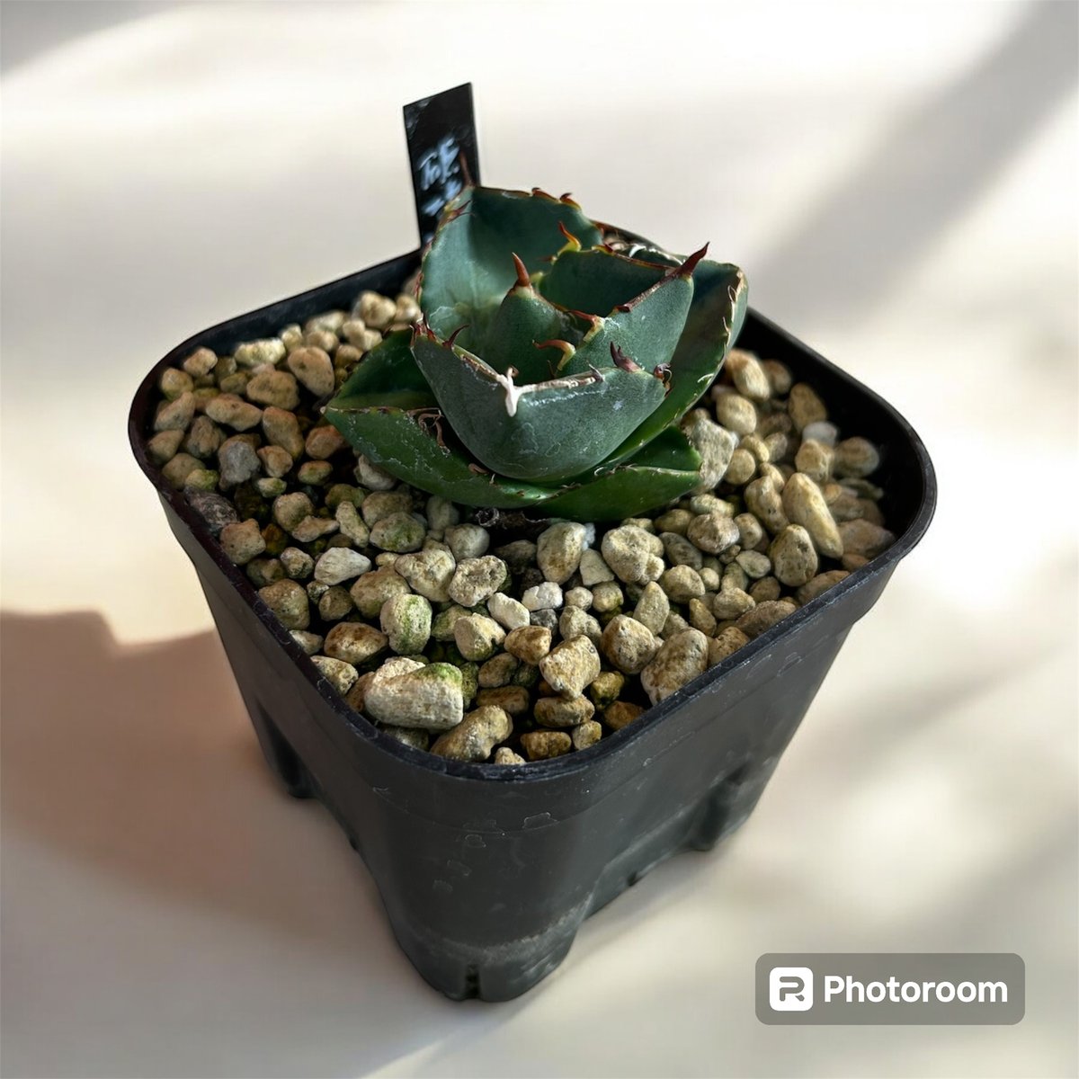 アガベ チタノタ ジャガーノート純血（破壊神） | HARENOHI-PLANTS