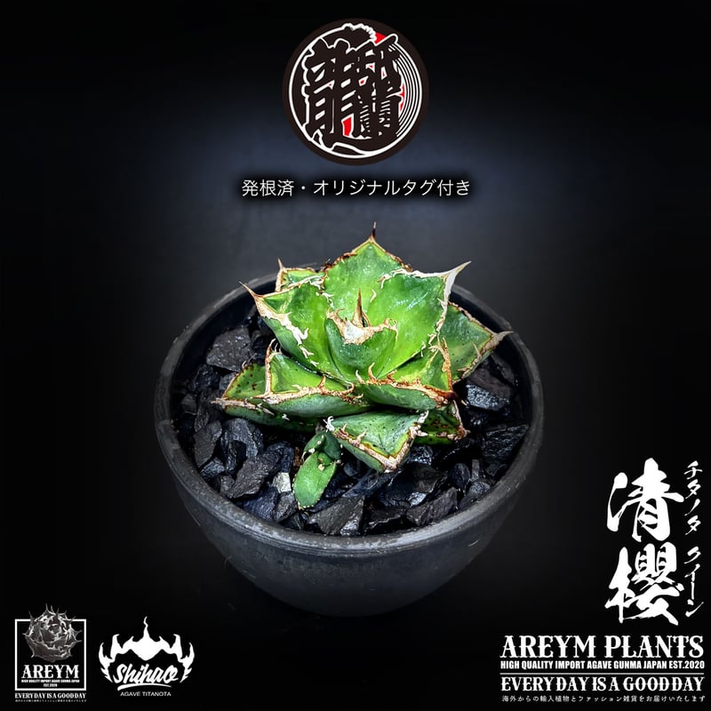 発根済 送料無料でお届け 台湾Shi-hao産 アガベ チタノタクイーン 清櫻