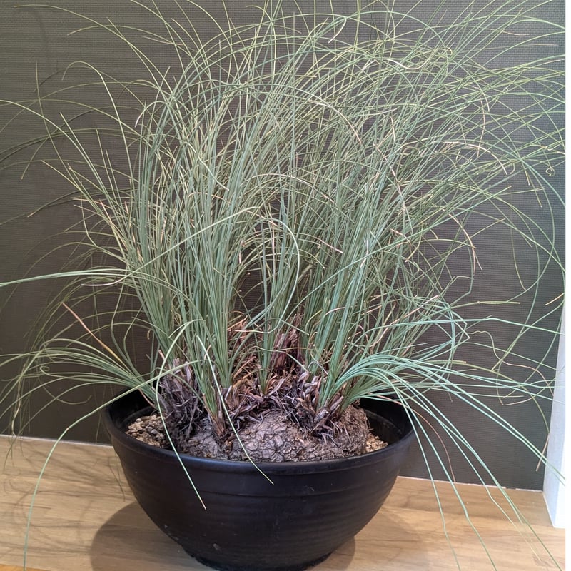 カリバナス フーケリー ＊特大株＊ | FELICITA