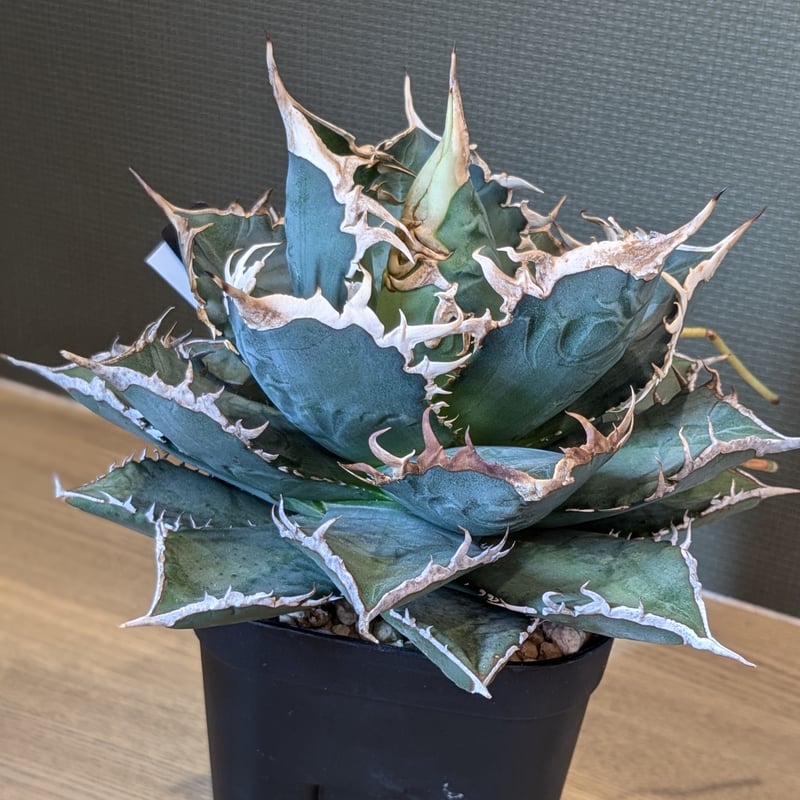 アガベ チタノタ 海王 | FELICITA