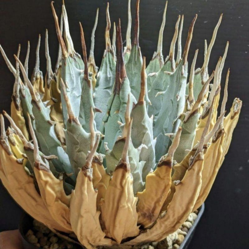 アガベ ユタエンシス・エボリスピナ ☆陽炎☆ | FELICITA