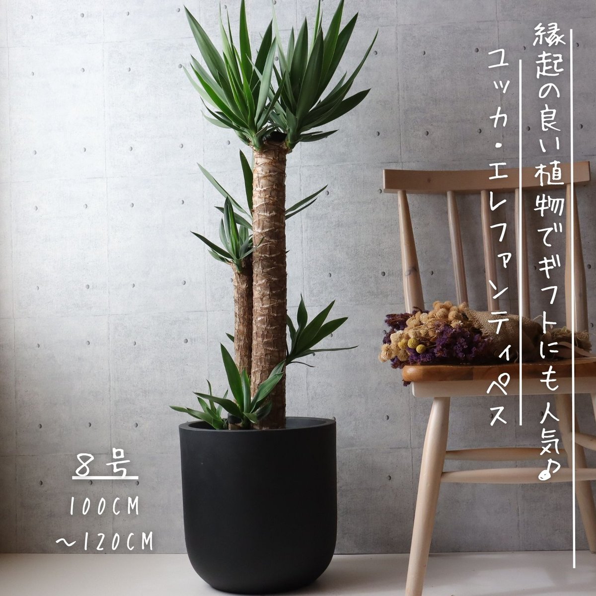 縁起のよい植物】ユッカ エレファンティペス 8号 観葉植物 室内 | 観葉