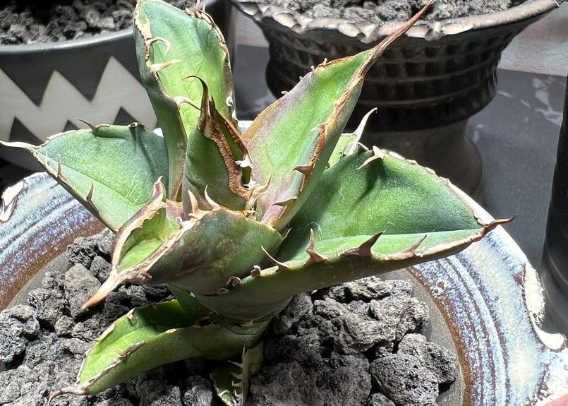 OUTLET小株】 アガベ チタノタ 白犀牛 N PLANTS産(lize血統株) | RA