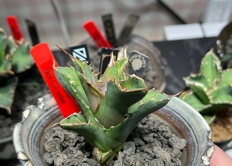 OUTLET小株】 アガベ チタノタ 白犀牛 N PLANTS産(lize血統株) | RA