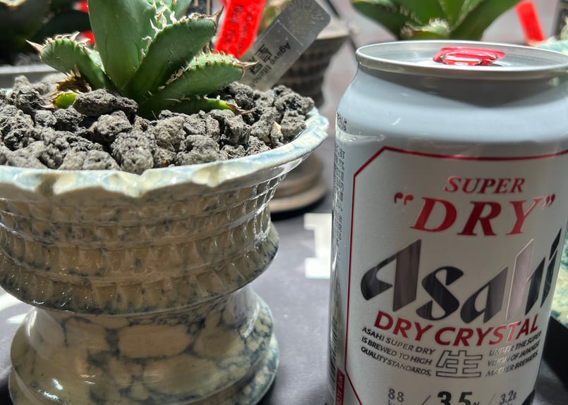 小株】 アガベ チタノタ 皇冠（クラウン）lize血統 | RAINBOW PLANTS