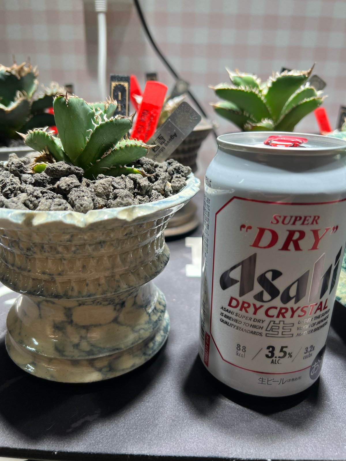 小株】 アガベ チタノタ 皇冠（クラウン）lize血統 | RAINBOW PLANTS