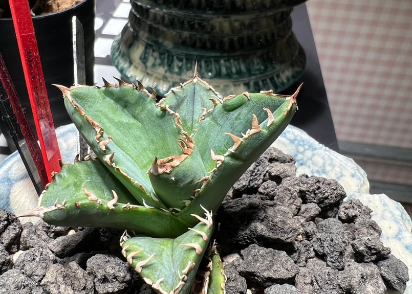 小株】 アガベ チタノタ 皇冠（クラウン）lize血統 | RAINBOW PLANTS