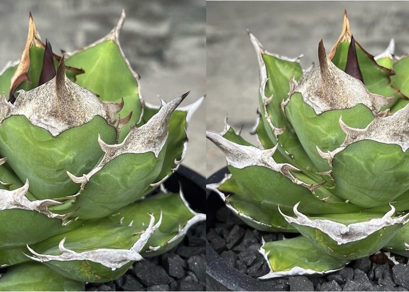 OUTLET小株】 アガベ チタノタ 白犀牛 N PLANTS産(lize血統株) | RA