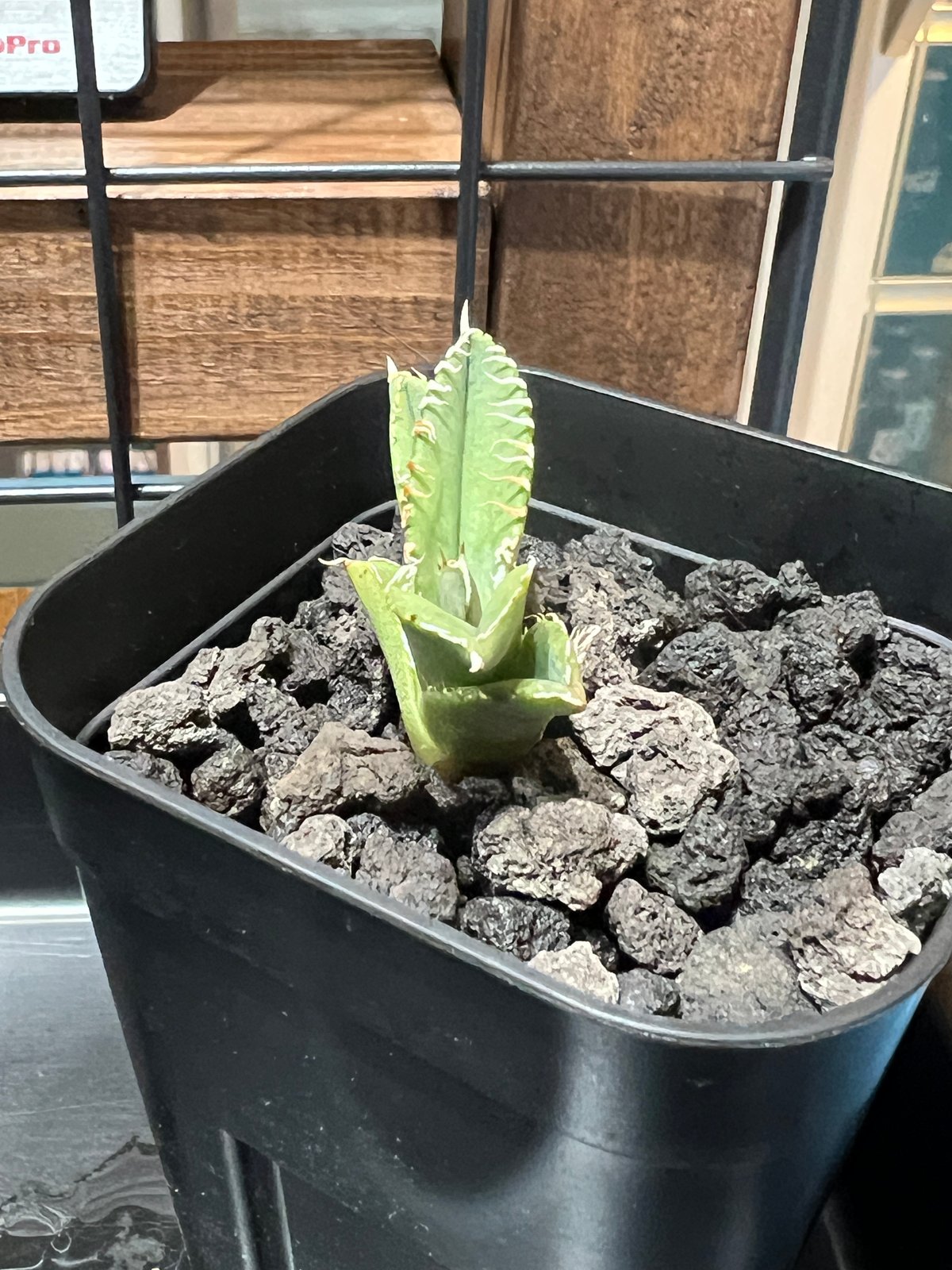 子株】 アガベ チタノタ CJ special【大白鯊タイプ】 | RAINBOW PLANTS