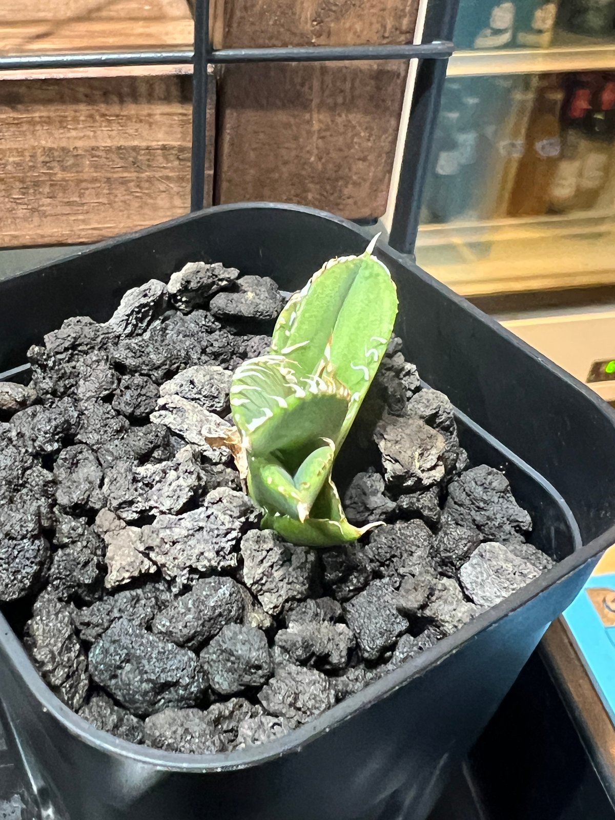 子株】 アガベ チタノタ CJ special【大白鯊タイプ】 | RAINBOW PLANTS