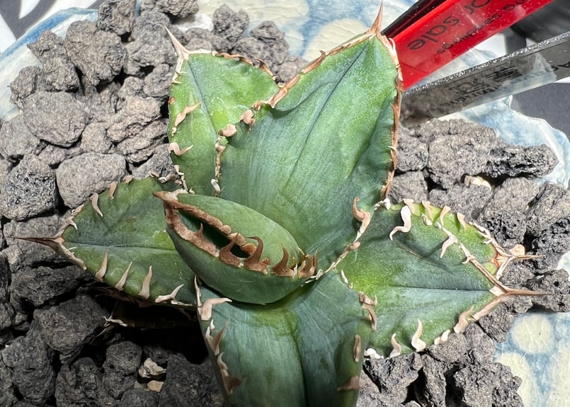 小株】 アガベ チタノタ 皇冠（クラウン）lize血統 | RAINBOW PLANTS