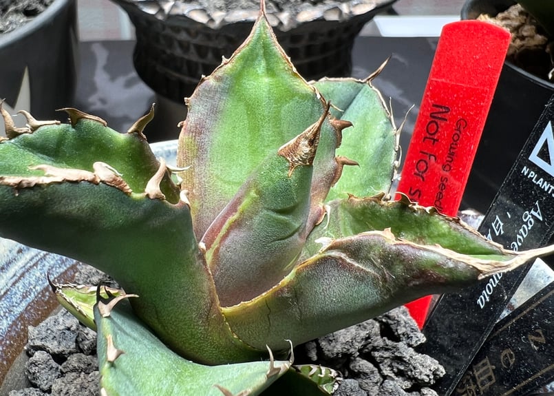 OUTLET小株】 アガベ チタノタ 白犀牛 N PLANTS産(lize血統株) | RA