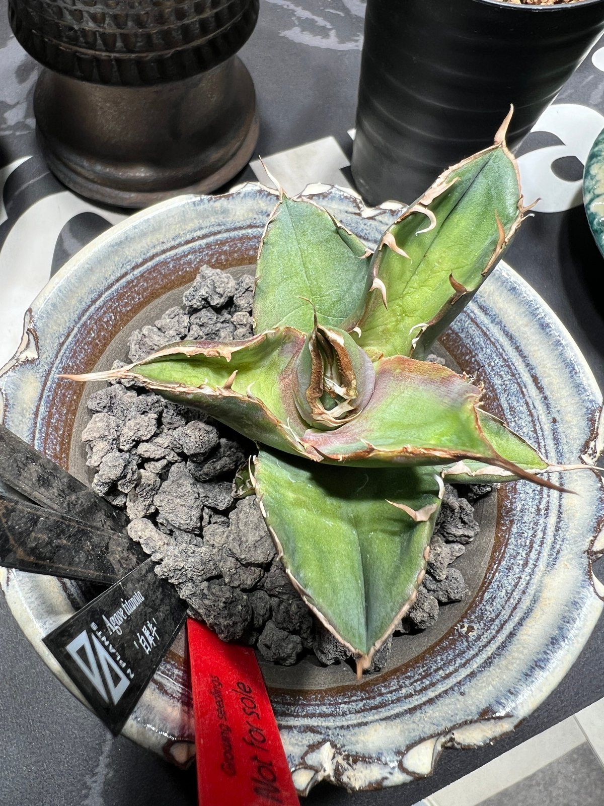 OUTLET小株】 アガベ チタノタ 白犀牛 N PLANTS産(lize血統株) | RA