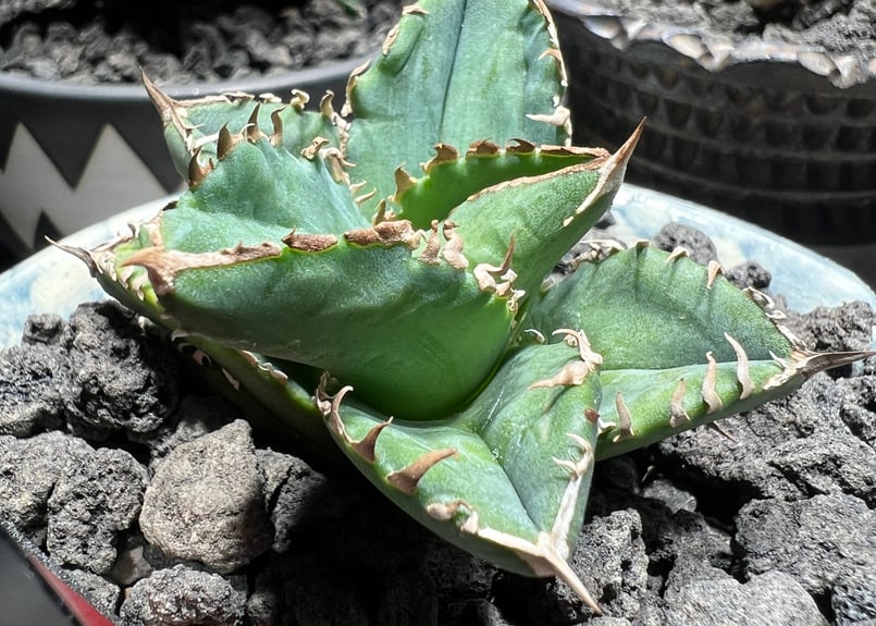 小株】 アガベ チタノタ 皇冠（クラウン）lize血統 | RAINBOW PLANTS