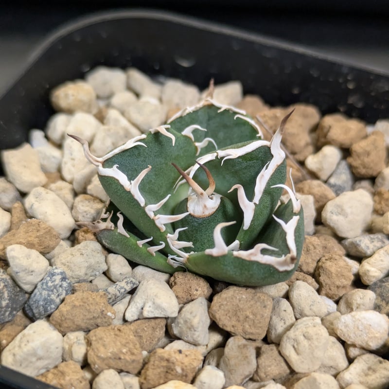 アガベ NOVA （ノヴァ）発根済み子株① | slow glower