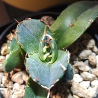 アガベ Arizona Ambition （アリゾナアンビション） | slow glower