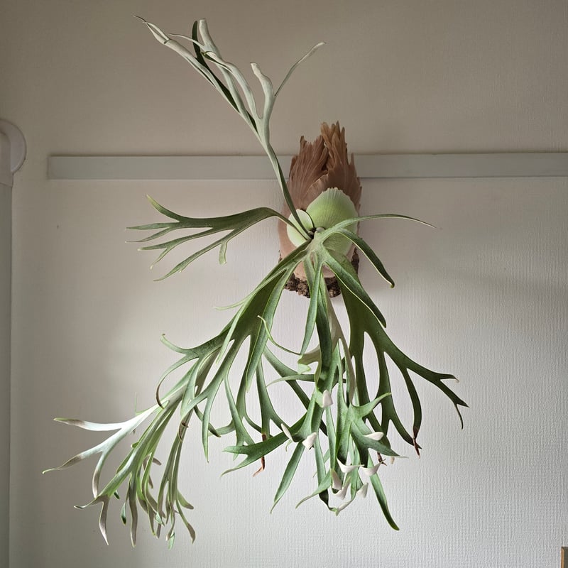 ビカクシダ P.Monkey North モンキーノース🌱 | plants naro