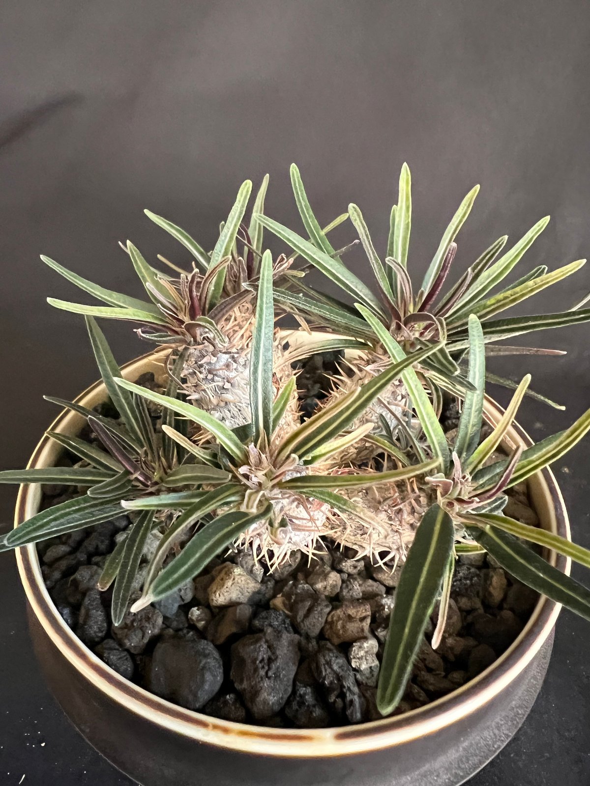 パキポディウム グラキリス多頭 実生株 | HANDS PLANTS