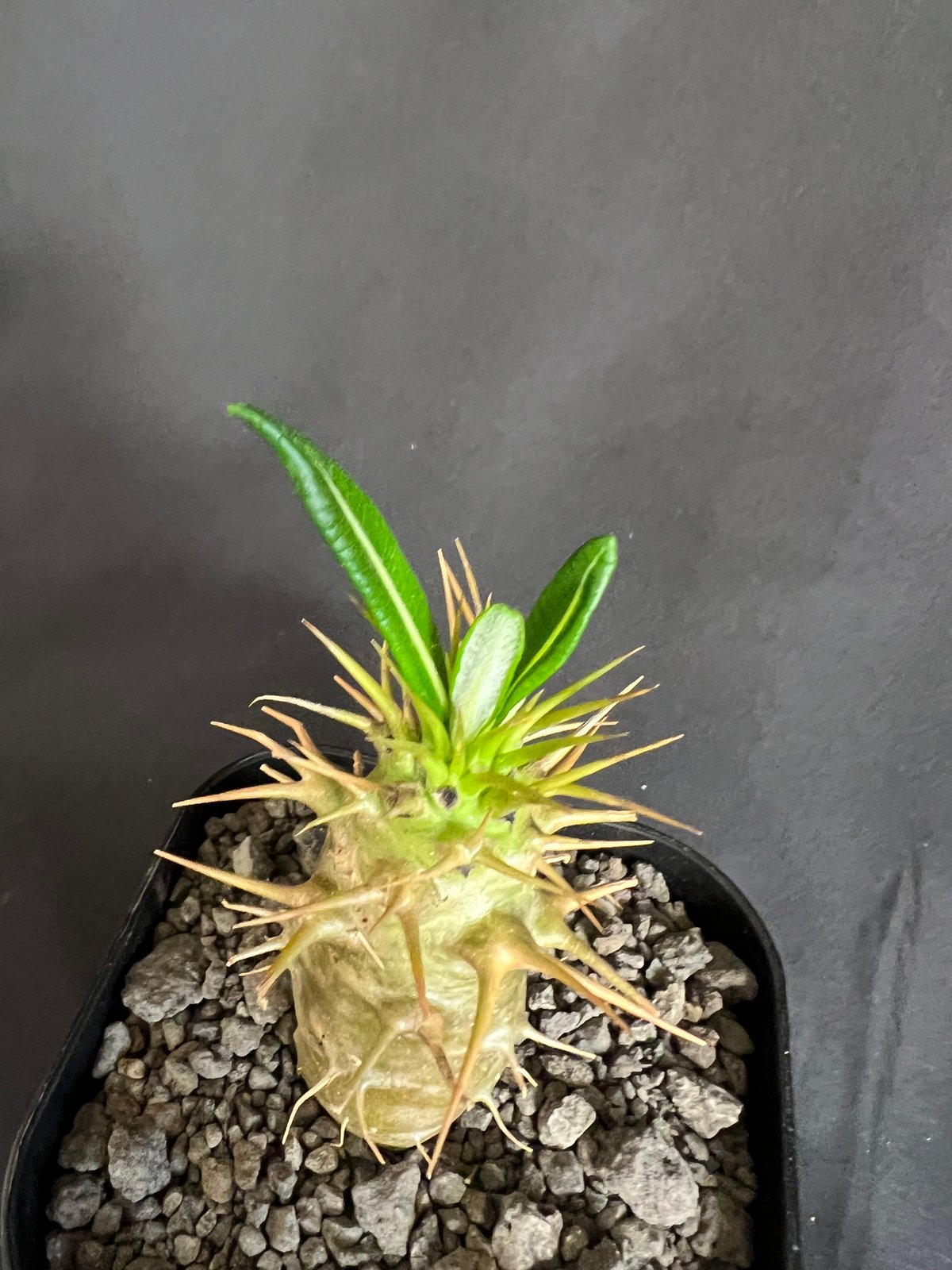 パキポディウム・アンボンゲンセ実生 ③ | HANDS PLANTS