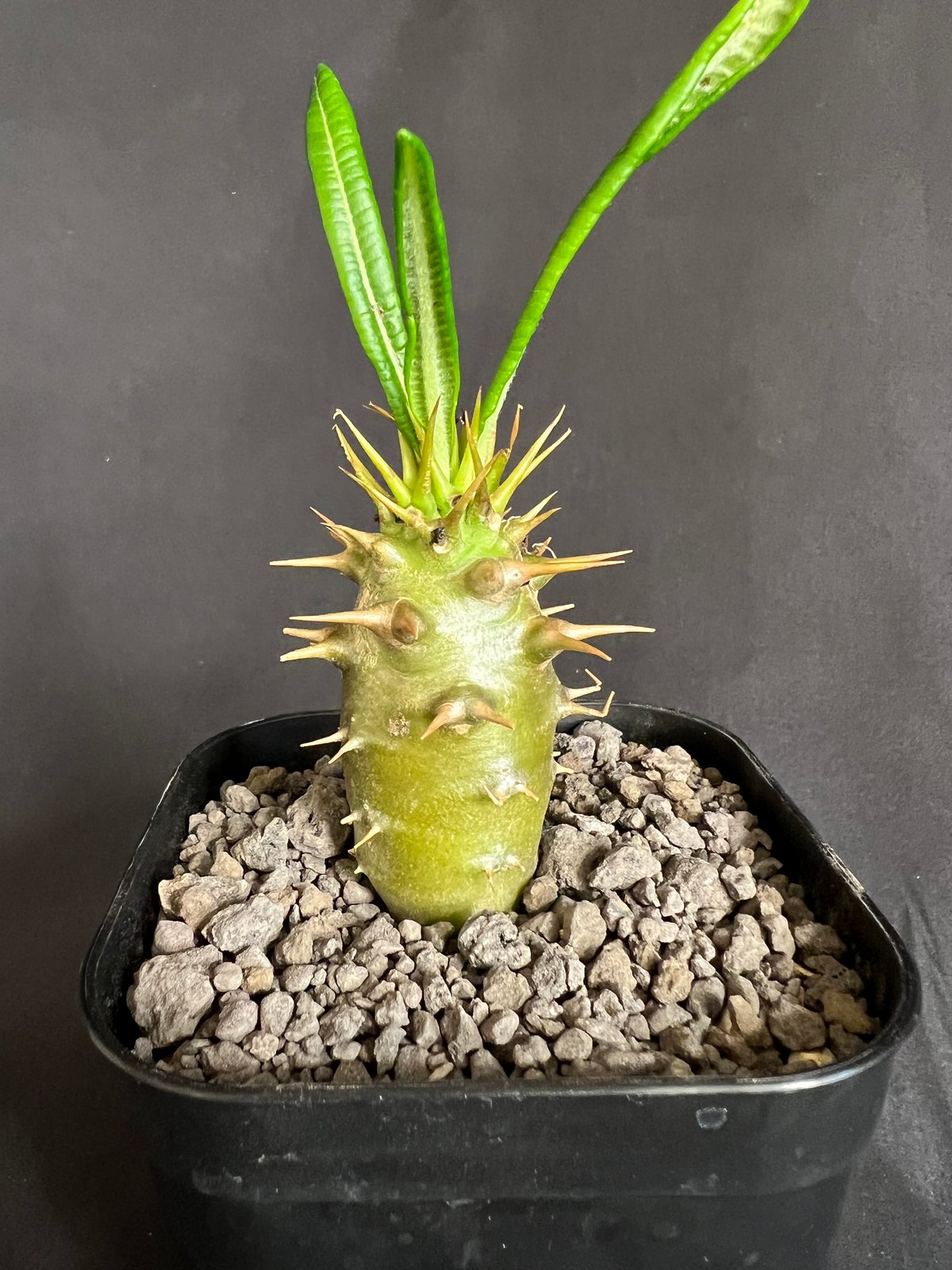 パキポディウム・アンボンゲンセ実生 ② | HANDS PLANTS