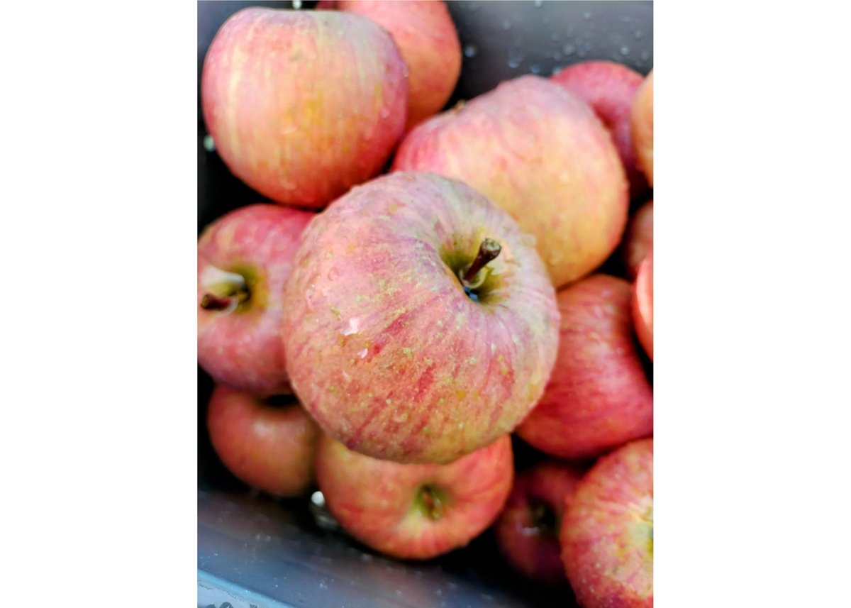 はとらず ふじC品(加工・調理用)／11月中旬発送 | 福一農園