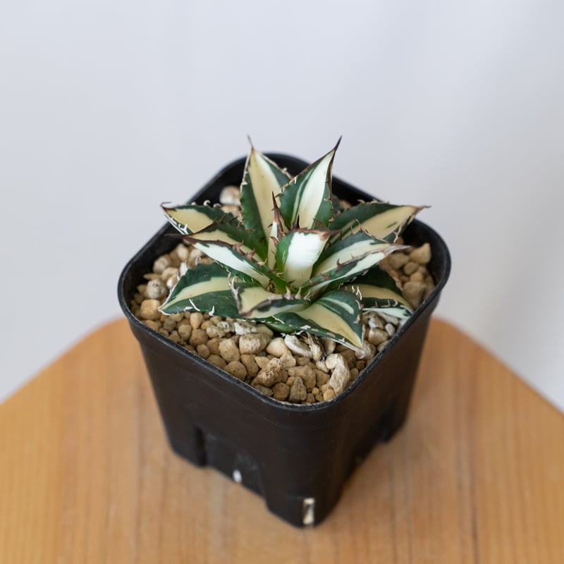アガベ チタノタ 太陽神 白中斑 極上株 美株【発根管理中】TC株 Agave