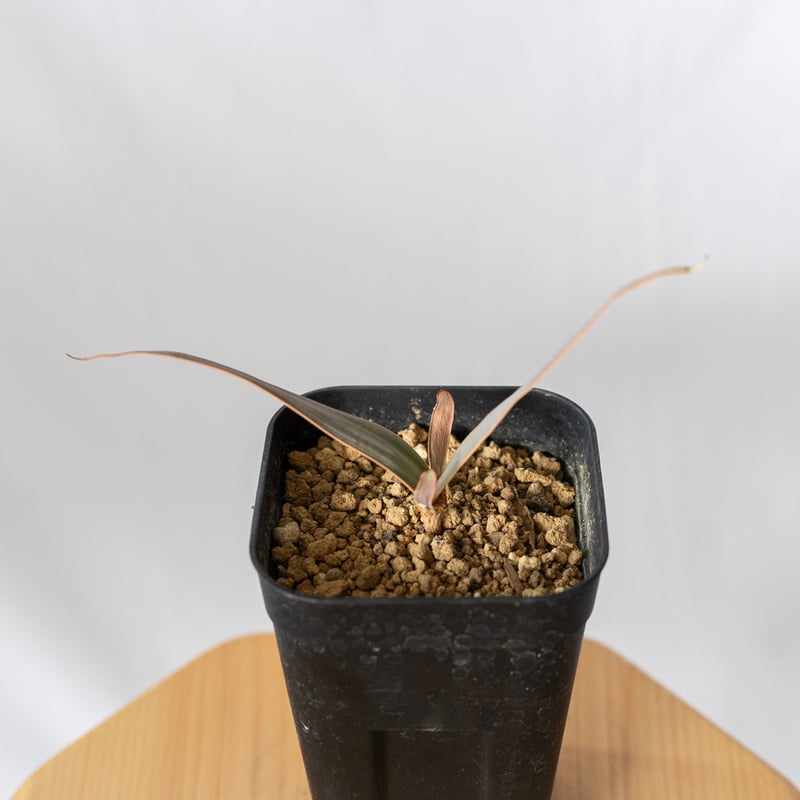 ウェルウィッチア 奇想天外 Welwitschia mirabilis サバクオモト キソウ