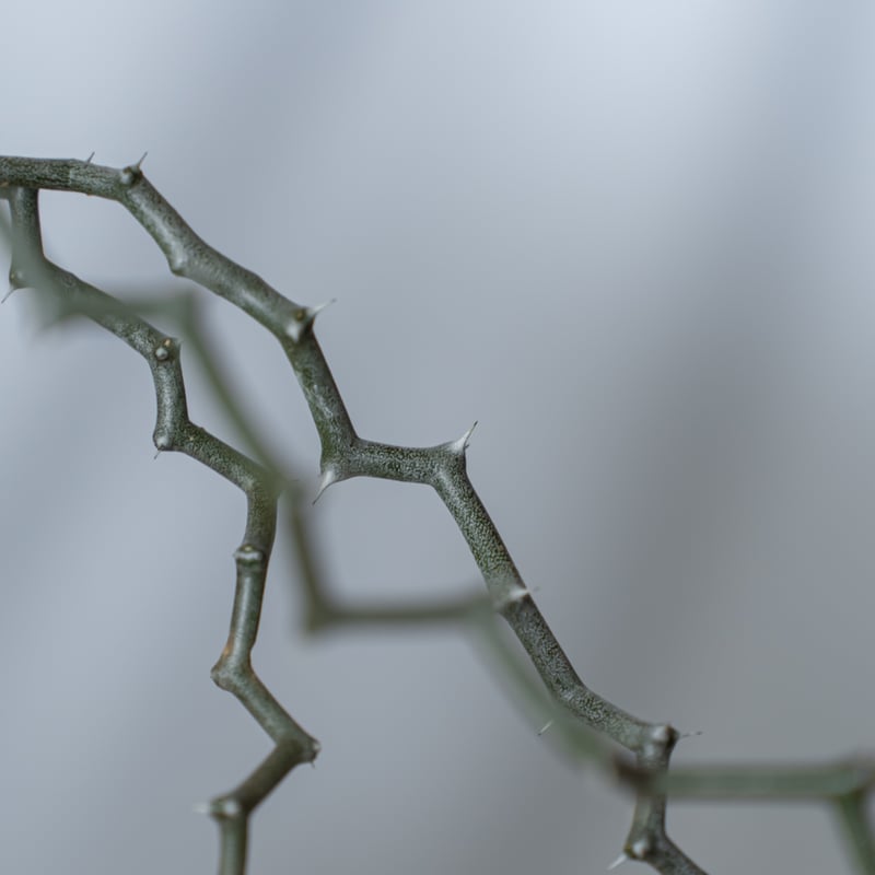 デカリア マダガスカリエンシス ジグザグの木 Decarya madagascariensis