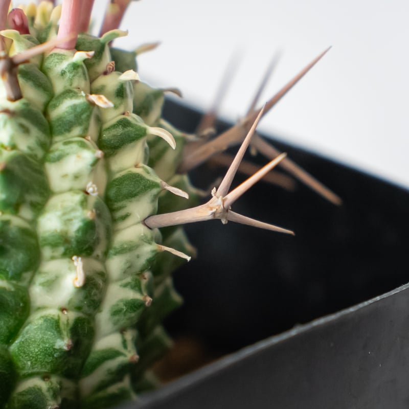 ユーフォルビア 群星冠錦 カキコ Euphorbia stellispina f. varie
