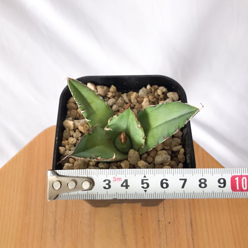 アガベ チタノタ 白犀牛 シロサイ TC株 Agave titanota White Rhin