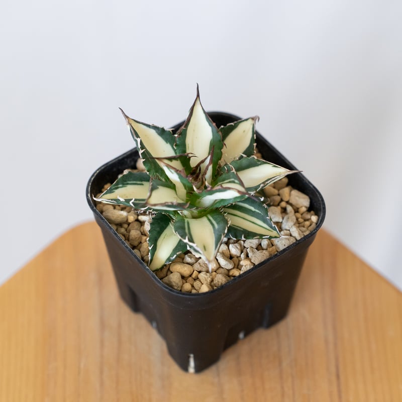 アガベ チタノタ 太陽神 白中斑 極上株 美株【発根管理中】TC株 Agave