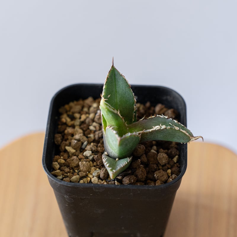 アガベ チタノタ 豆豆龍 【発根管理中】TC Agave titanota totoro トト