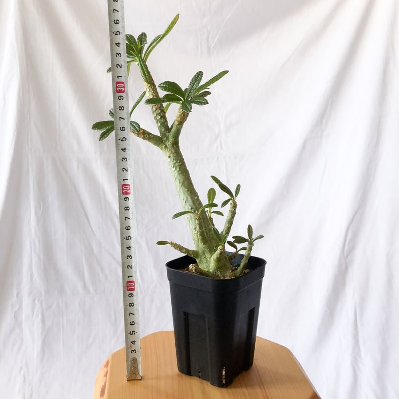 ドルステニア ギガス Dorstenia gigas 挿木 cutting 発根済 塊根植物多