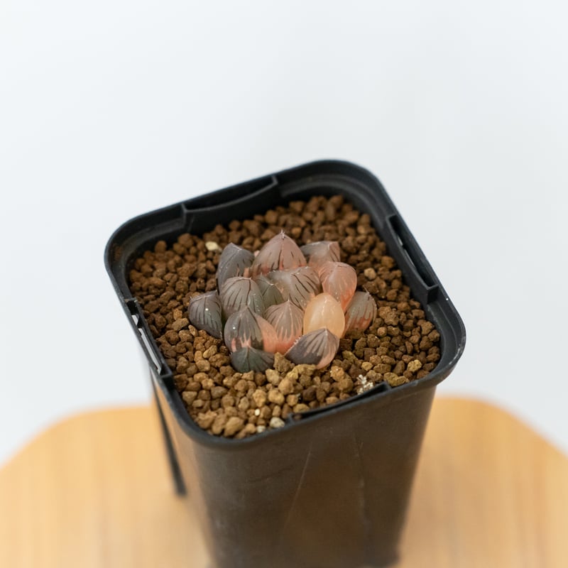 ハオルチア ブラックオブツーサ錦 Haworthia obtusa Black 多肉植物