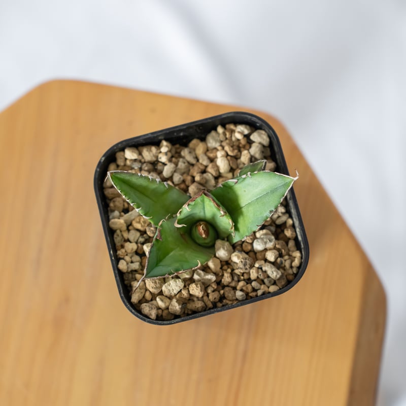 アガベ チタノタ 白犀牛 シロサイ TC株 Agave titanota White Rhin