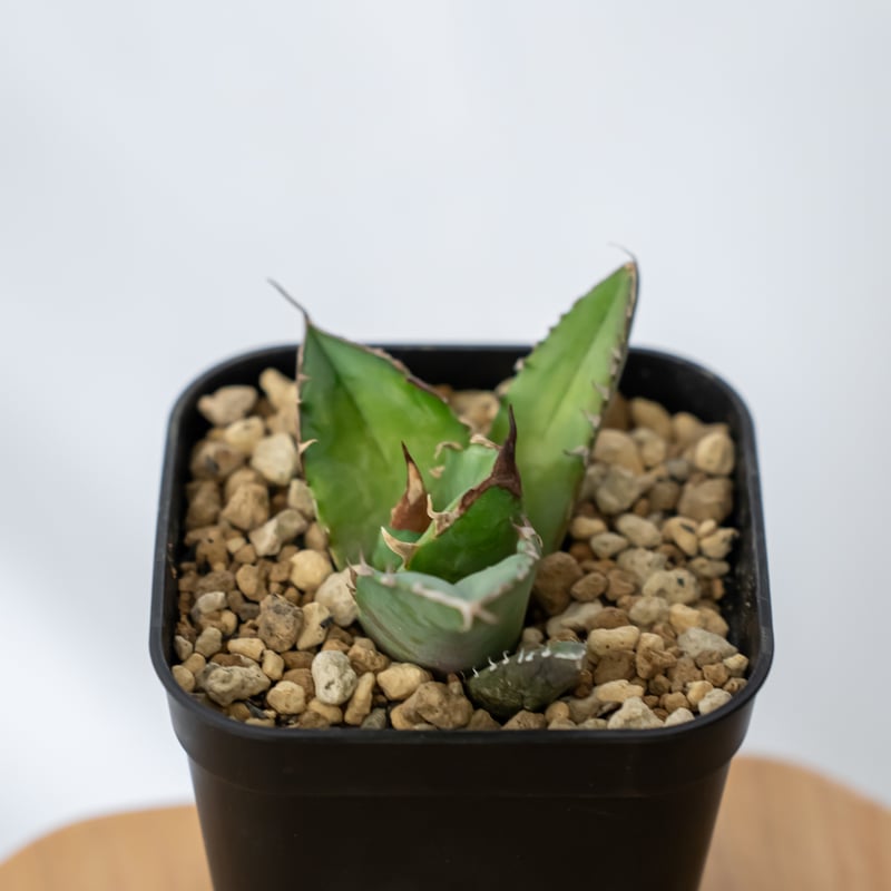 アガベ チタノタ 白犀牛 シロサイ TC株 Agave titanota White Rhin