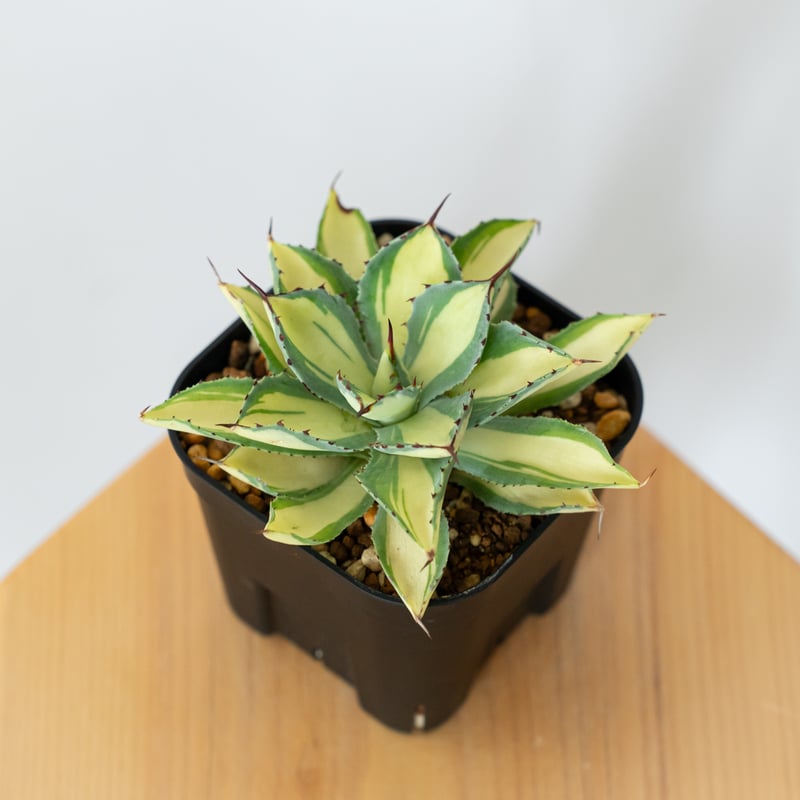 アガベ チタノタ 吉祥冠錦 OC株【発根管理中】斑入り Agave potatorum