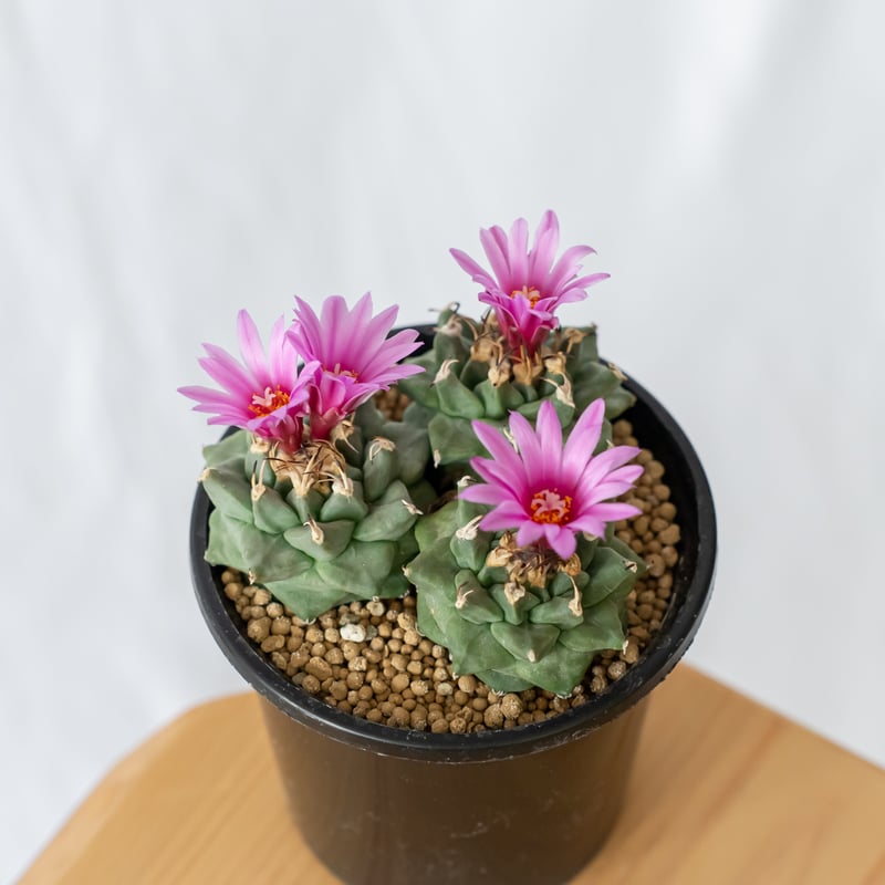 ツルビニカルプス アロンソイ 実生 寄せ植え Turbinicarpus alonsoi