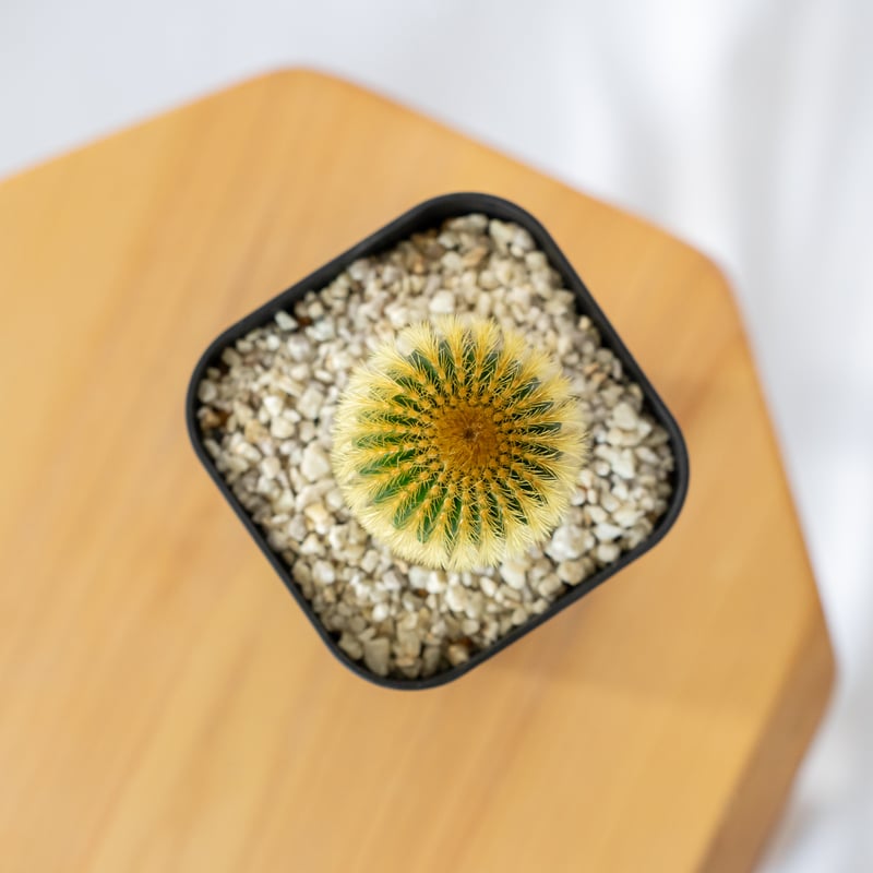 ユーベルマニア エリオカクトイデス 美株 実生 Uebelmannia pectinifera