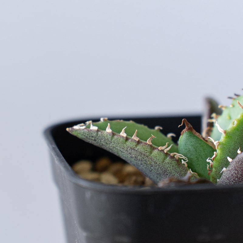 アガベ チタノタ 清櫻【発根管理中】 TC Agave titanota Seiou 多肉植物