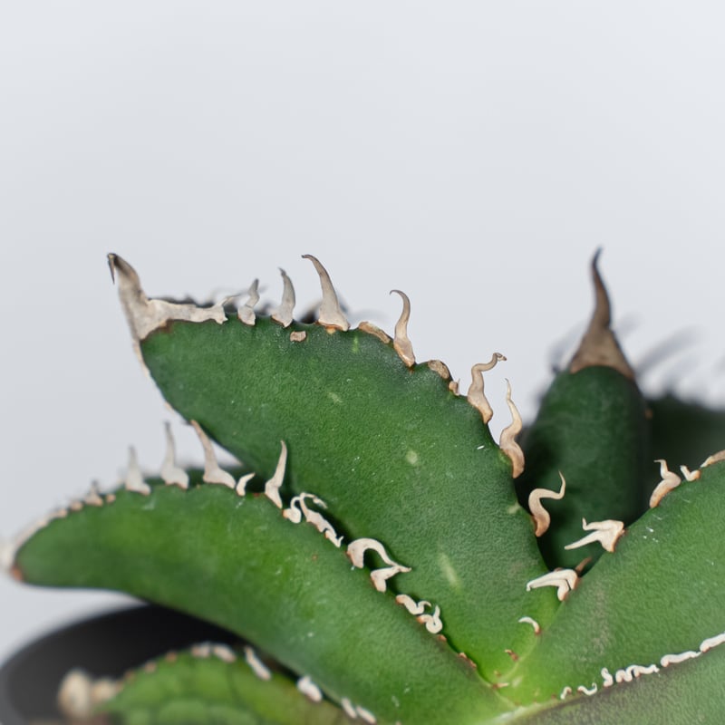 アガベ チタノタ 悪魔くん TC株 Agave titanota Bakemono 多肉植物