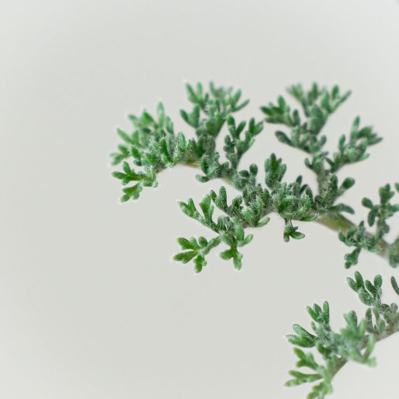 ペラルゴニウム トリステ 大株 美株 Pelargonium triste 多肉植物 珍奇