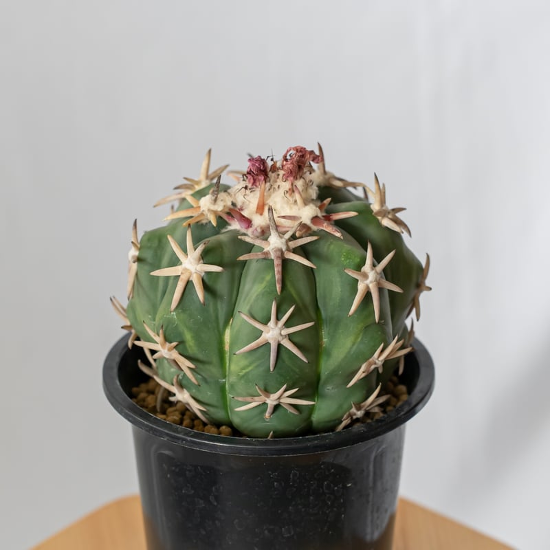 エキノカクタス 白棘翠平丸 接ぎおろし Echinocactus horizonthaloni