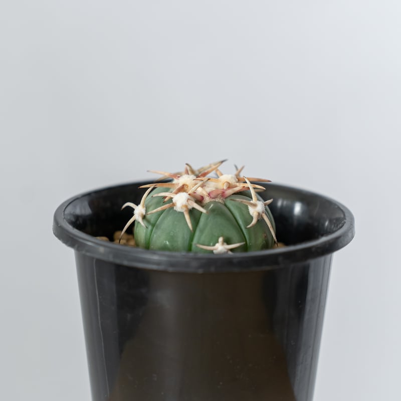エキノカクタス 白刺翠平丸 実生 美株 Echinocactus horizonthaloni
