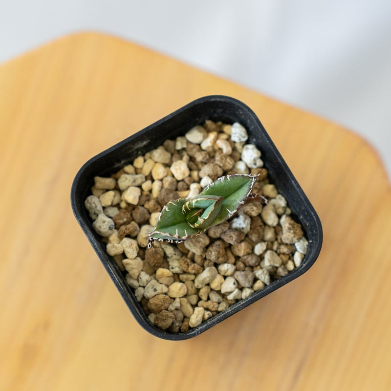 アガベ チタノタ 皇冠 TC【発根管理中】 Agave titanota Crown クラウン