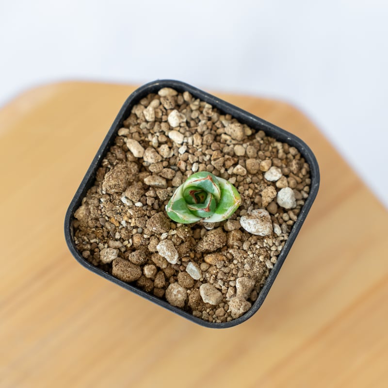 アガベ ピンキー【発根管理中】TC株 Agave Pinky 多肉植物 珍奇植物