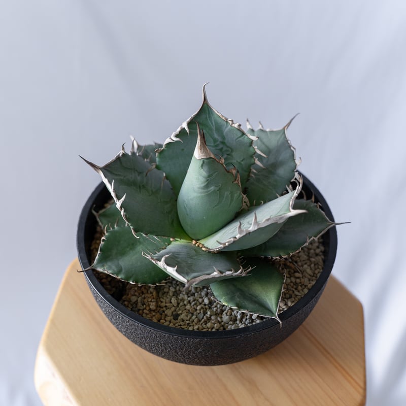 アガベ チタノタ 南覇王 Agave titanota Minami Haou 多肉植物 珍奇