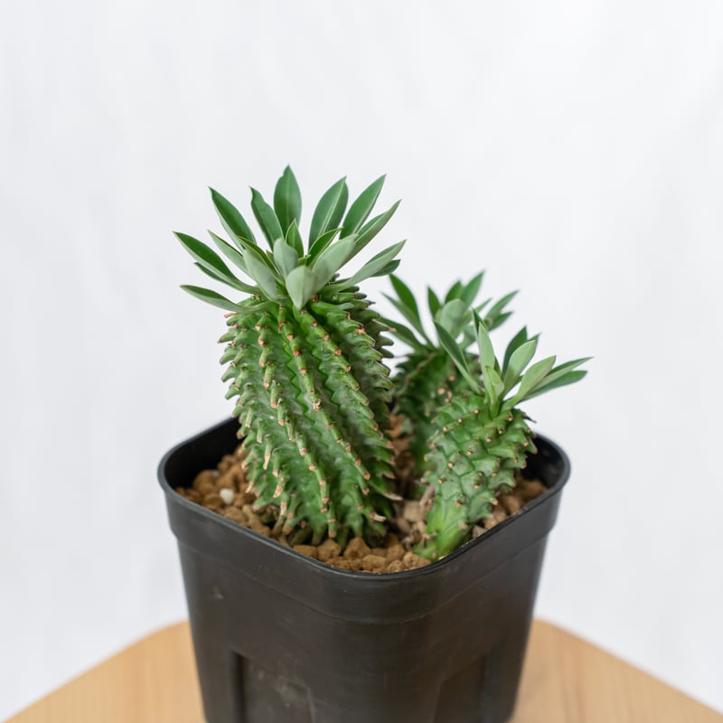 ユーフォルビア アズミノテッコウマル 安曇野鉄甲 実生 Euphorbia