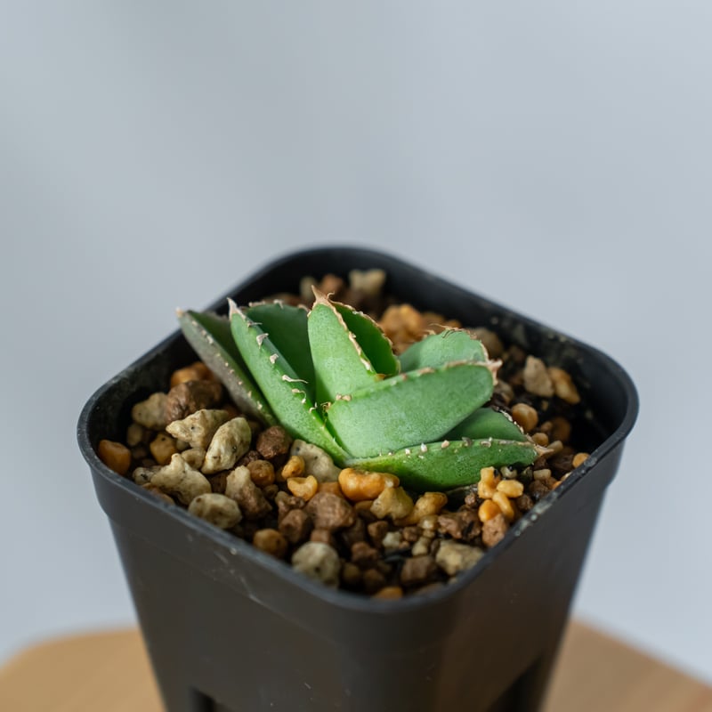 アガベ チタノタ 氷雹【発根管理中】TC株 Agave titanota HYO ブツブツ