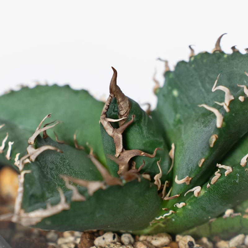 アガベ チタノタ 悪魔くん TC株 Agave titanota Bakemono 多肉植物